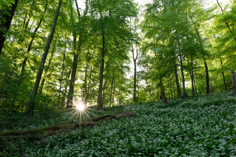 016_l1004368_nrosing