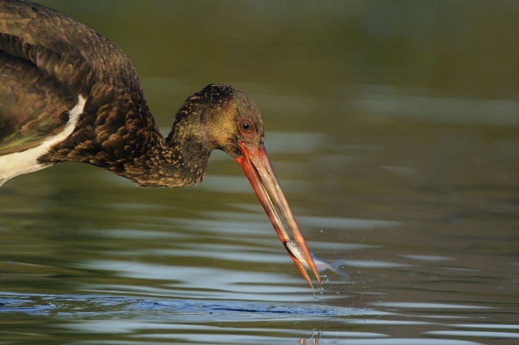 germany_dda-2008-09-13-07-32-36_03