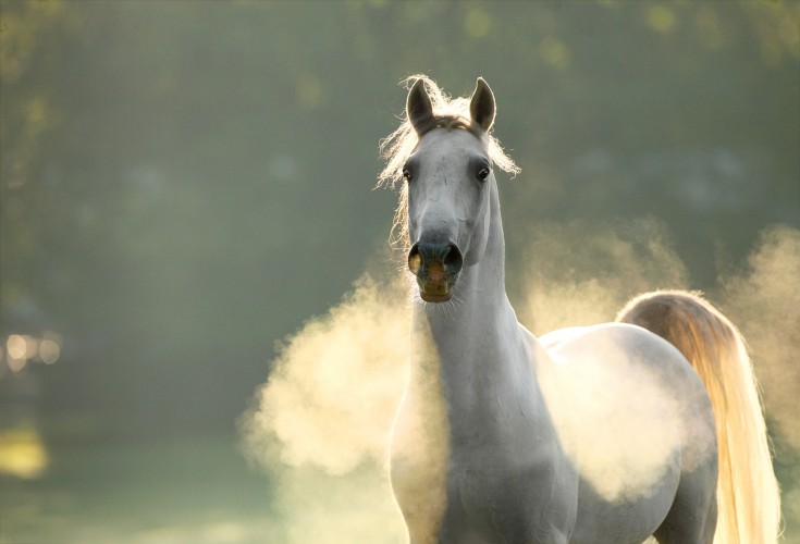 hz11_gabriele_boiselle