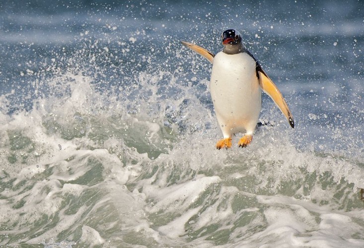 surffaaja_valkokulmapingviini_jouni_klinga