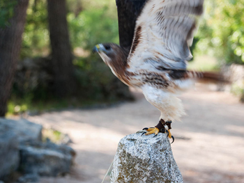 Epson participe à la préservation d’oiseaux rares en Croatie